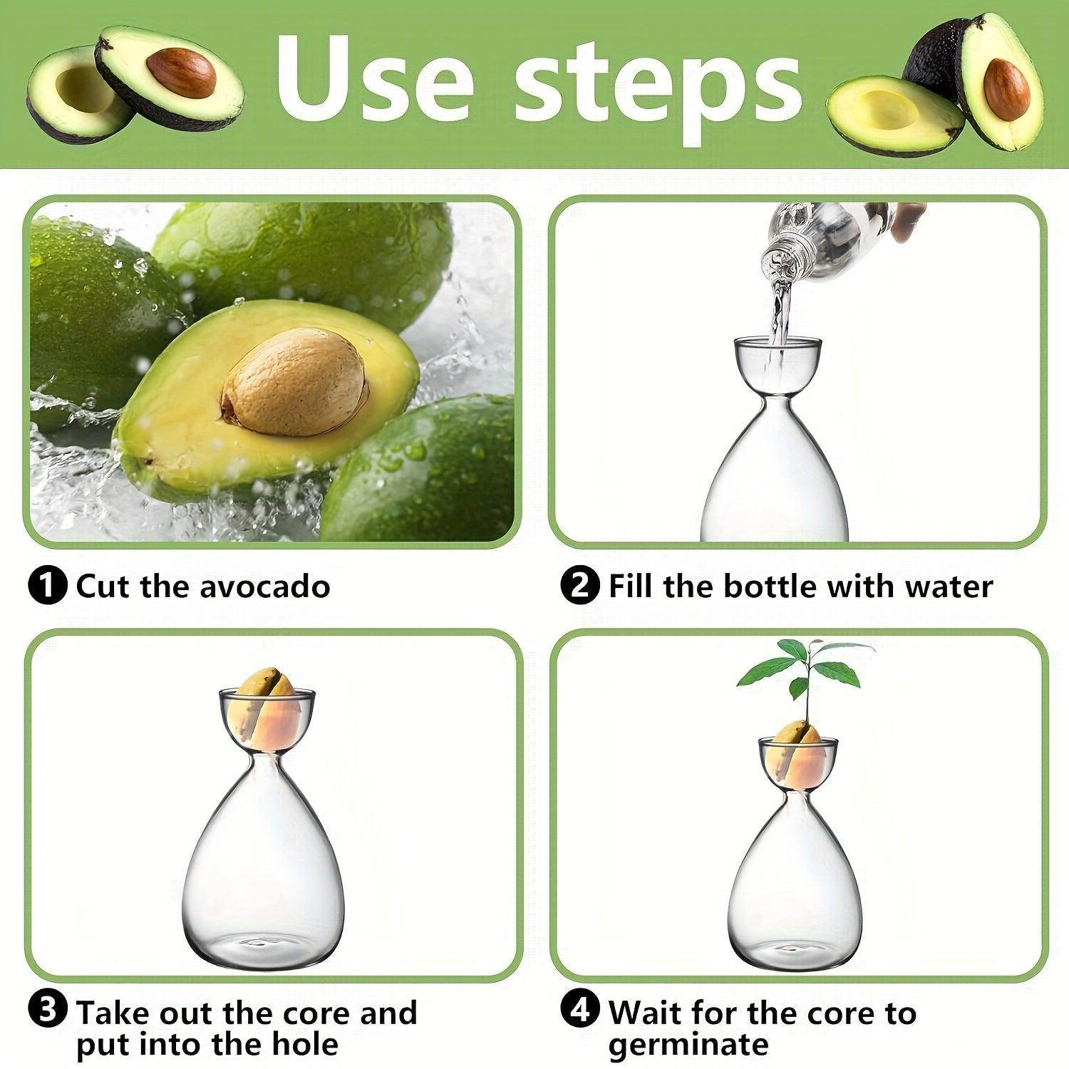 Avocado Seed Starter Glass Vases - My Store