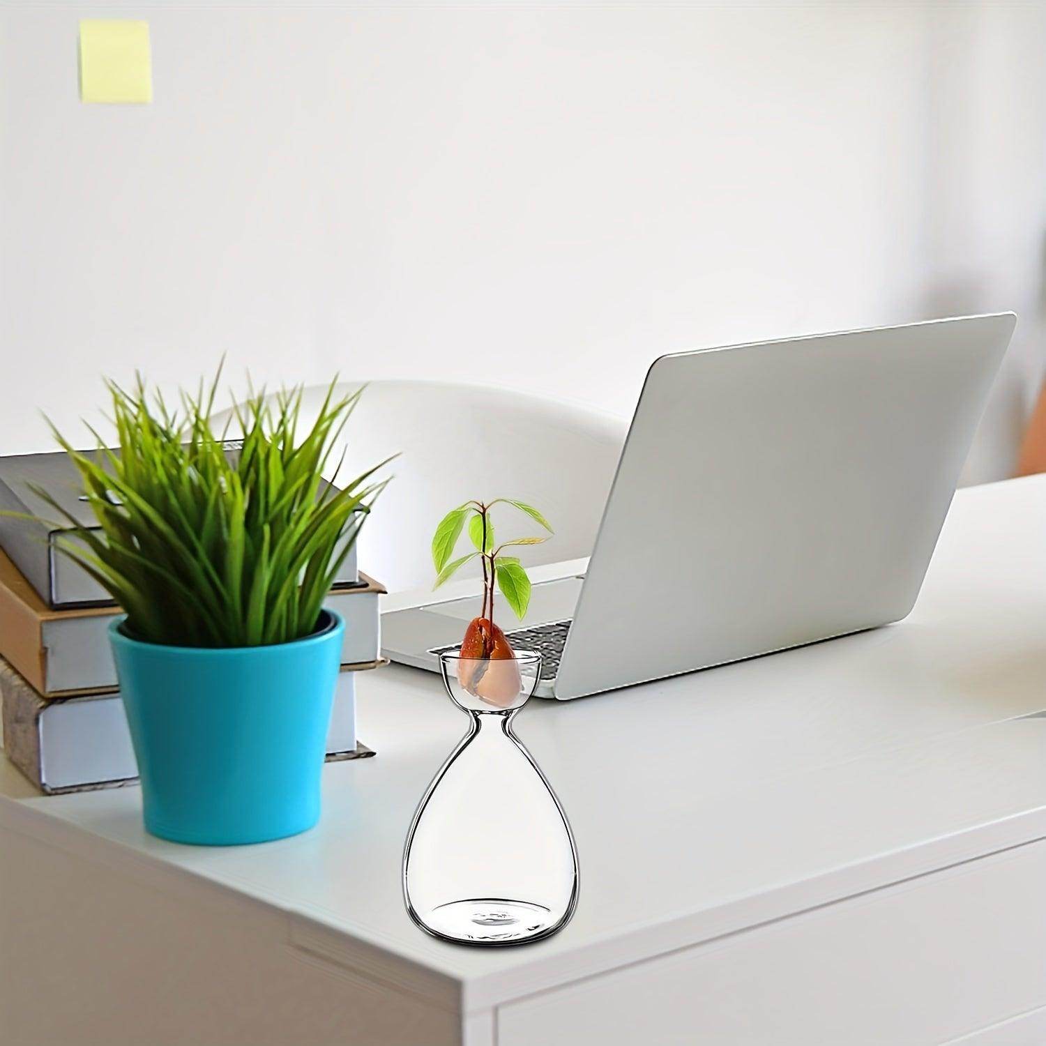 Avocado Seed Starter Glass Vases - My Store