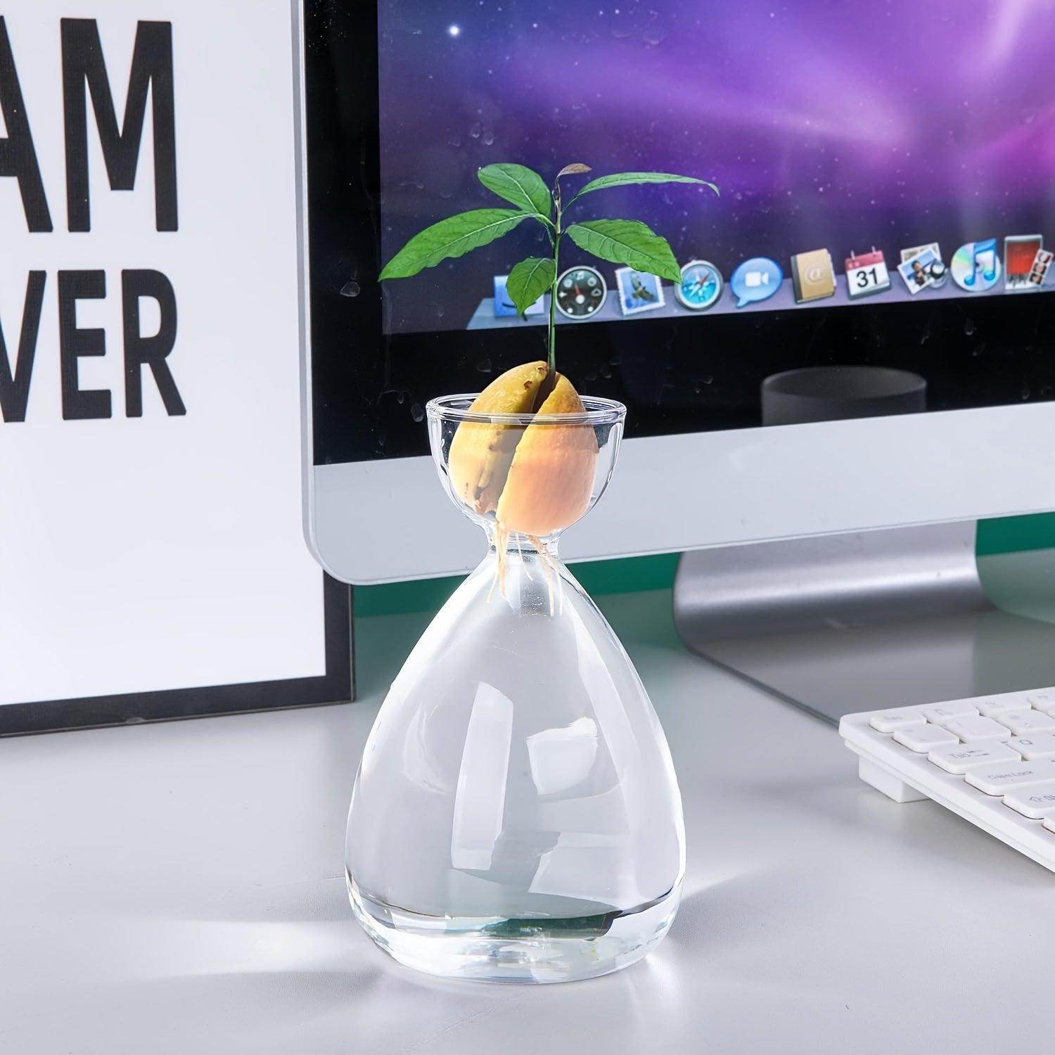 Avocado Seed Starter Glass Vases - My Store