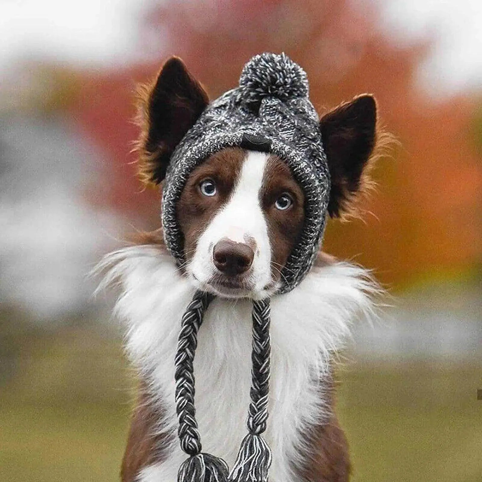 Winter Knitted Dog Hat - My Store