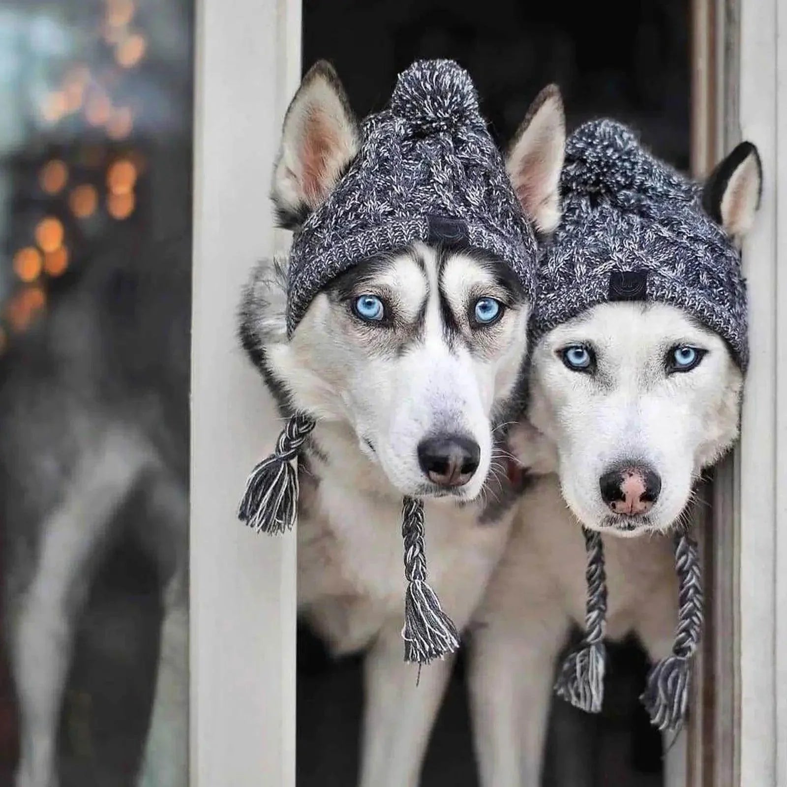 Winter Knitted Dog Hat - My Store