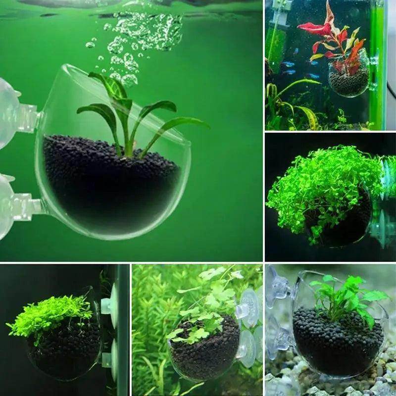Acrylic Aquatic Plant Cup with Suction Holder - My Store