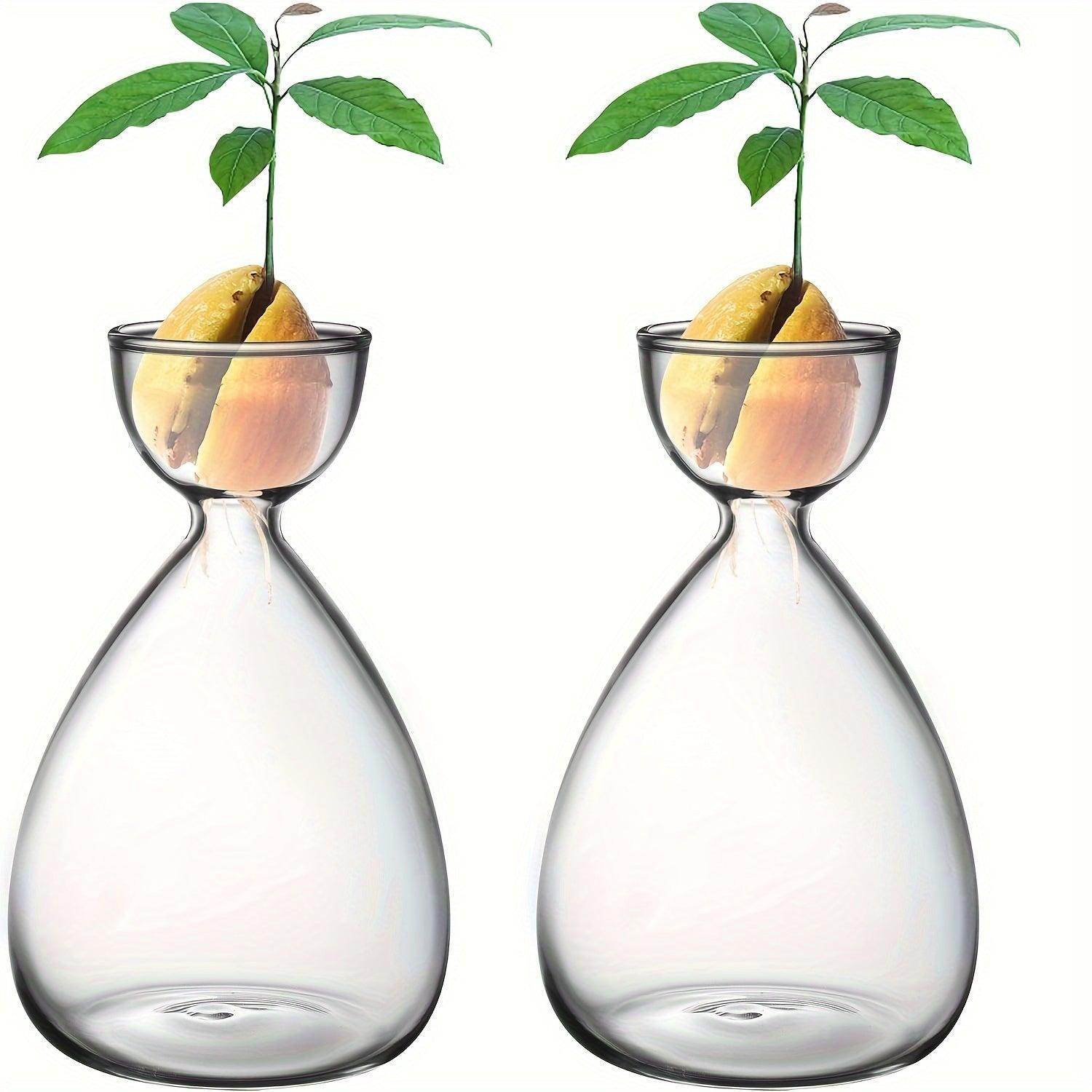 Avocado Seed Starter Glass Vases - My Store