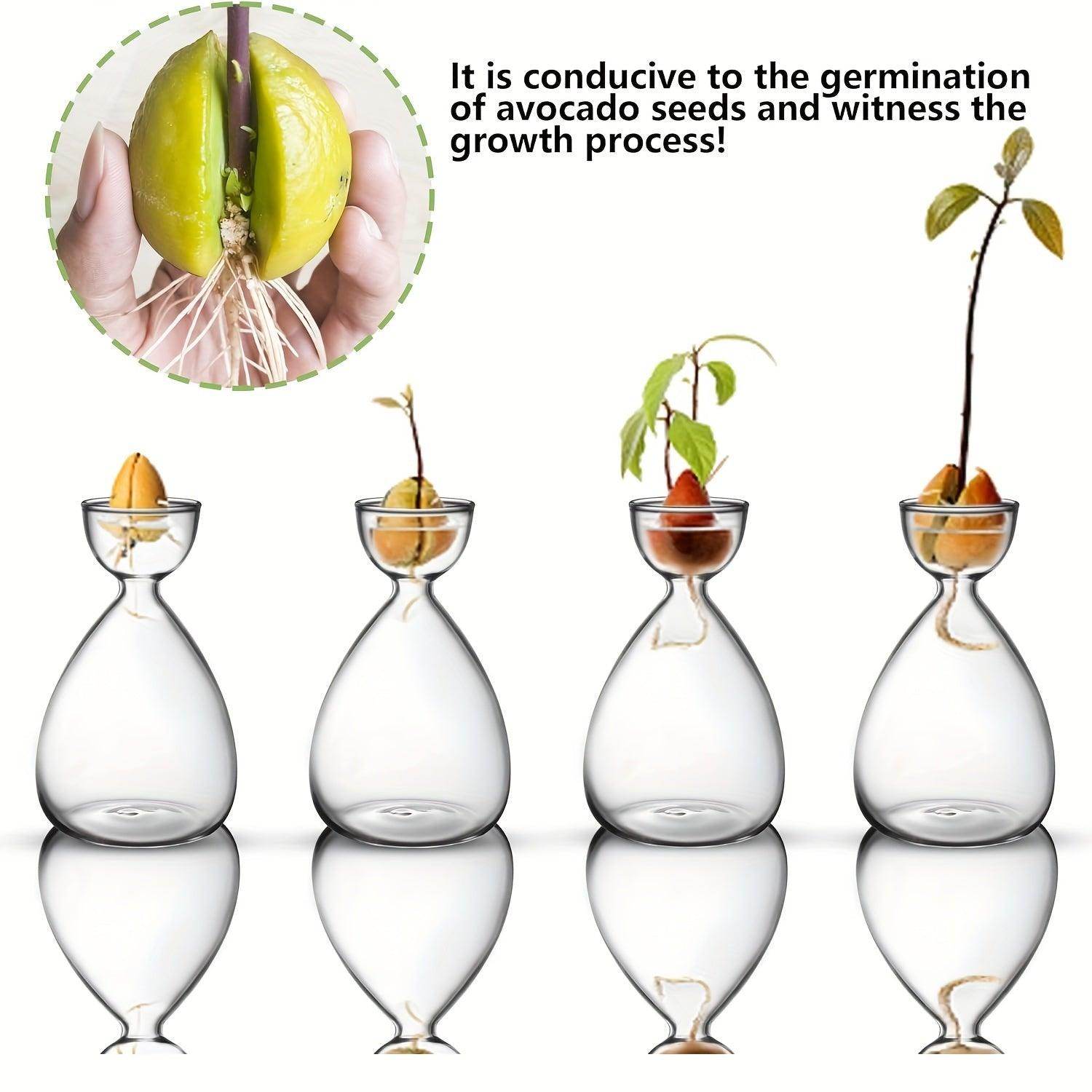Avocado Seed Starter Glass Vases - My Store